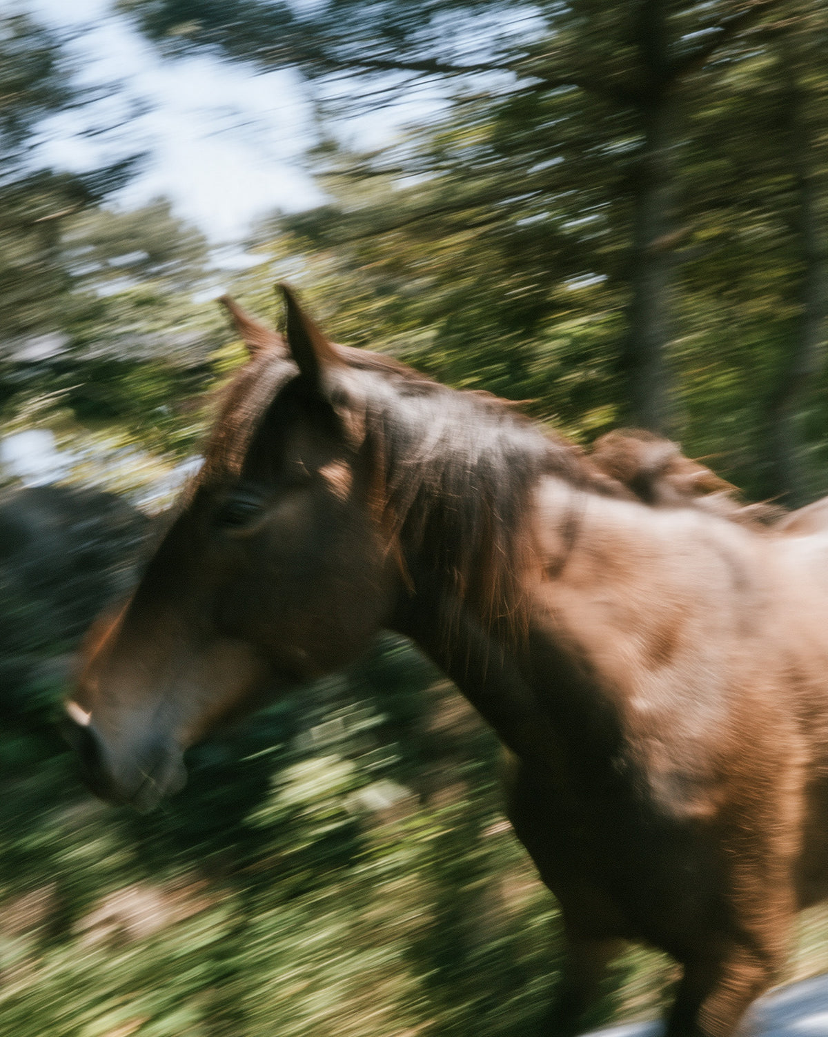 Wild horse on farm
