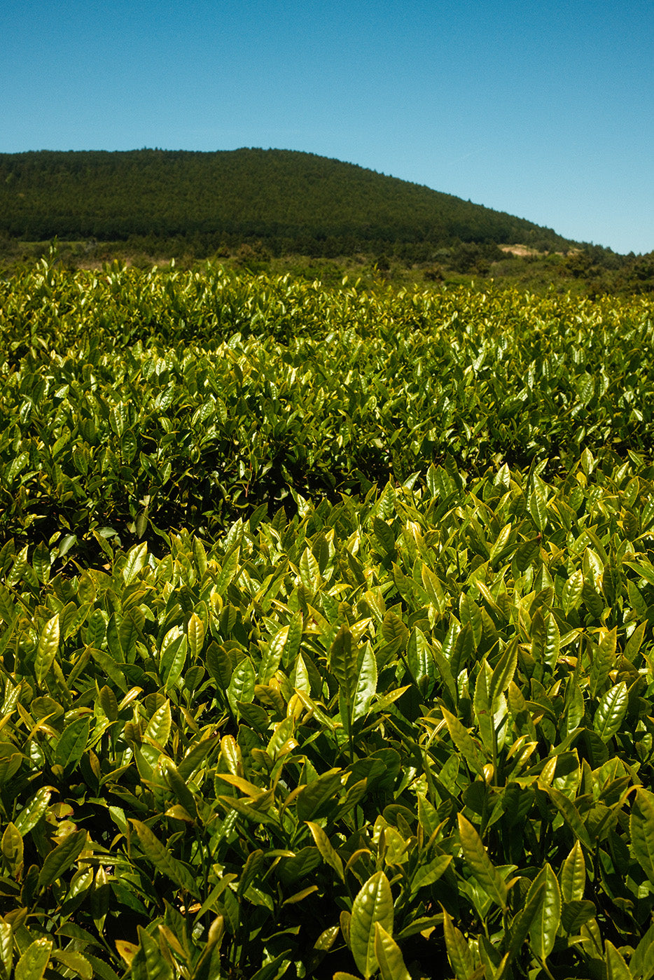 Tea fields