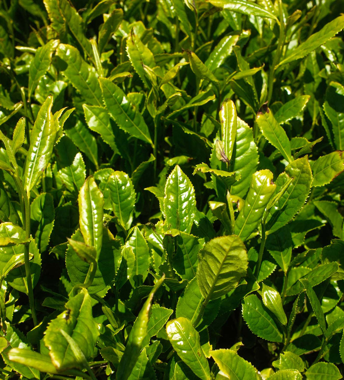 Close-up of fresh green tea leaves